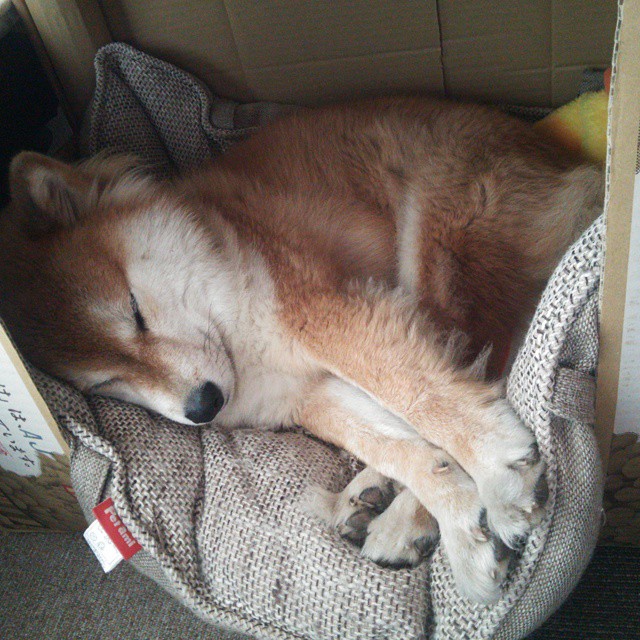 九游-中国男篮再出发 全力备战亚洲杯，中国男篮2021年亚洲杯预选赛视频