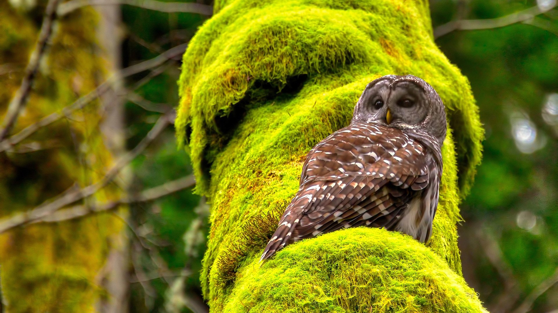 冬季两项世界杯中国队名列前茅,冬季世界杯联赛怎么办