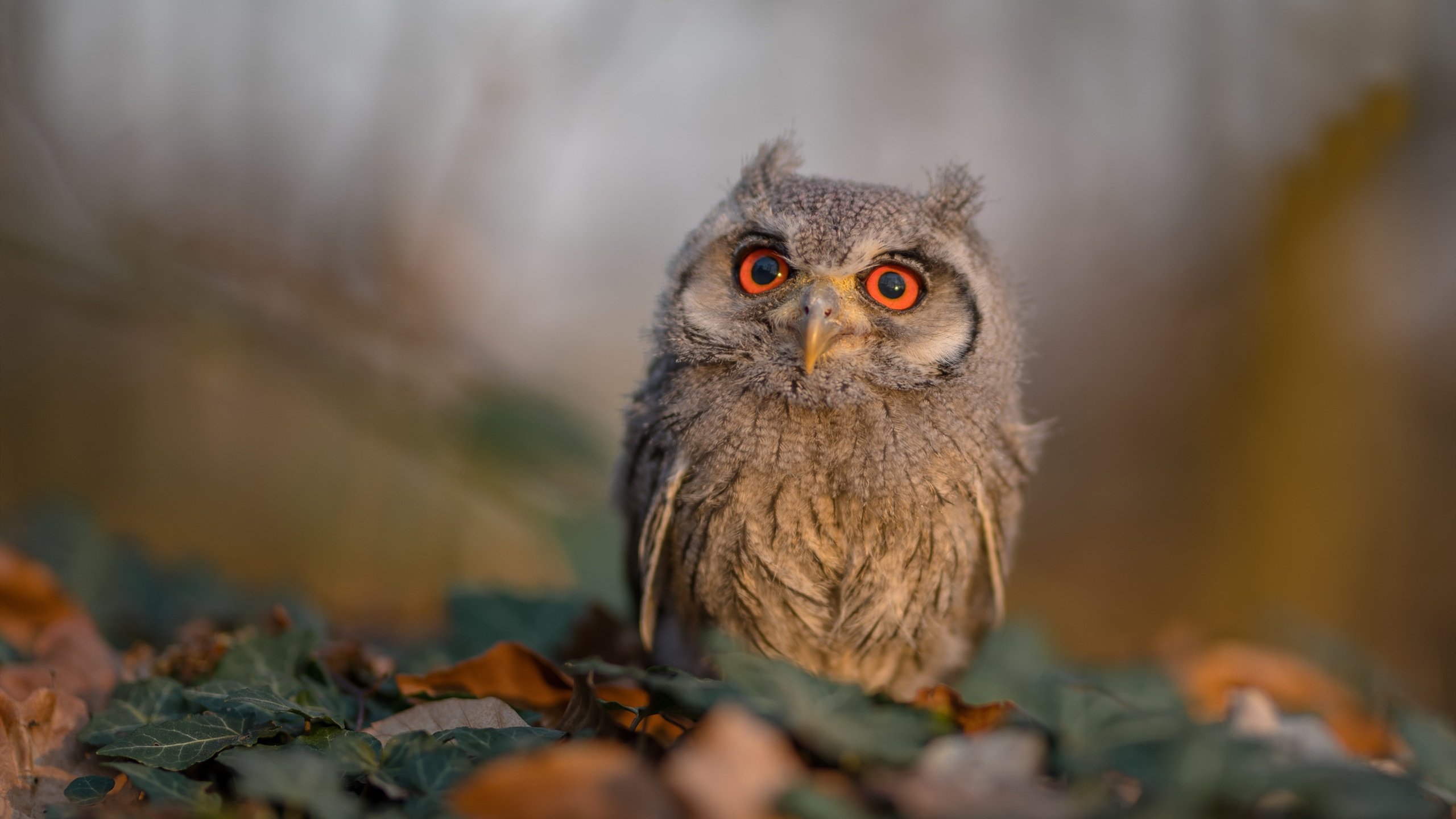 大数据分析平台实现跨赛事表现比对,大数据的比赛