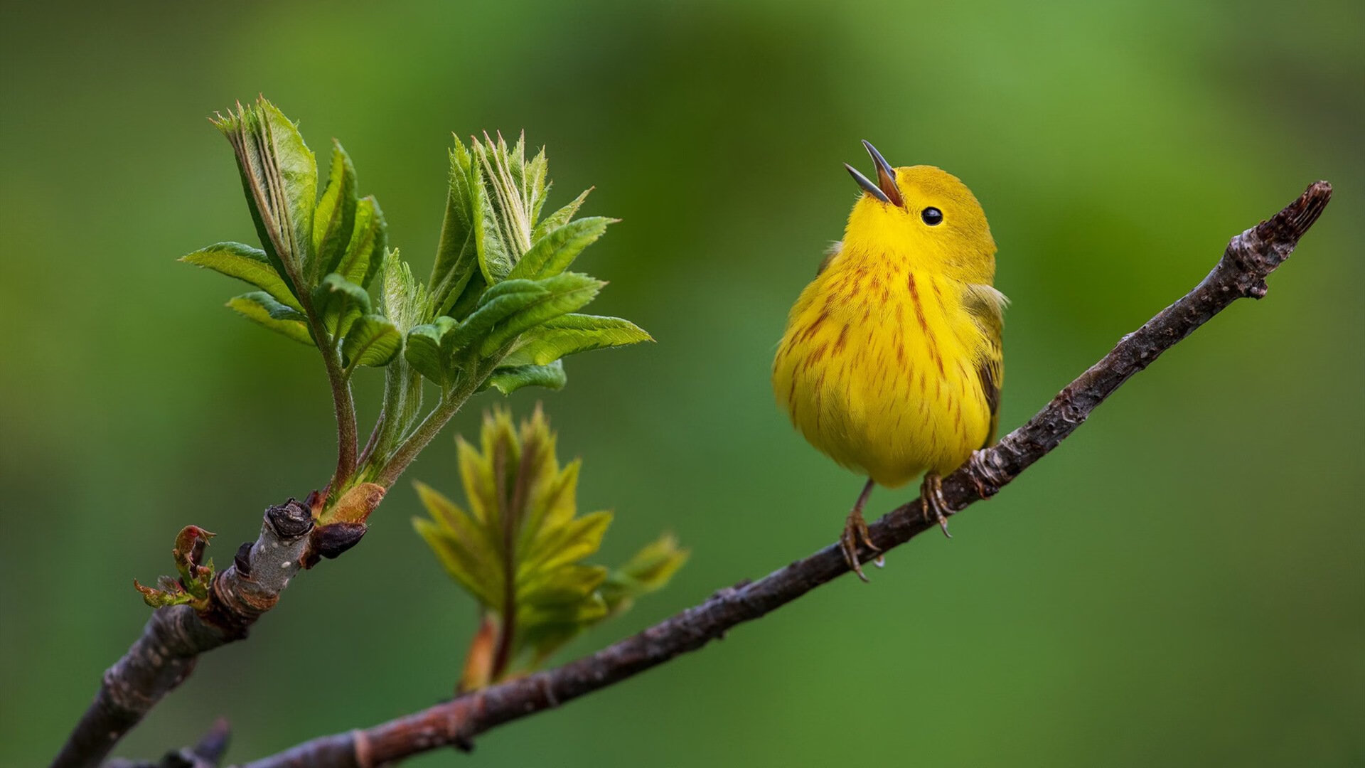 瑞典队未来:从全球赛事到本土培养的全面推进,瑞典队最新大名单