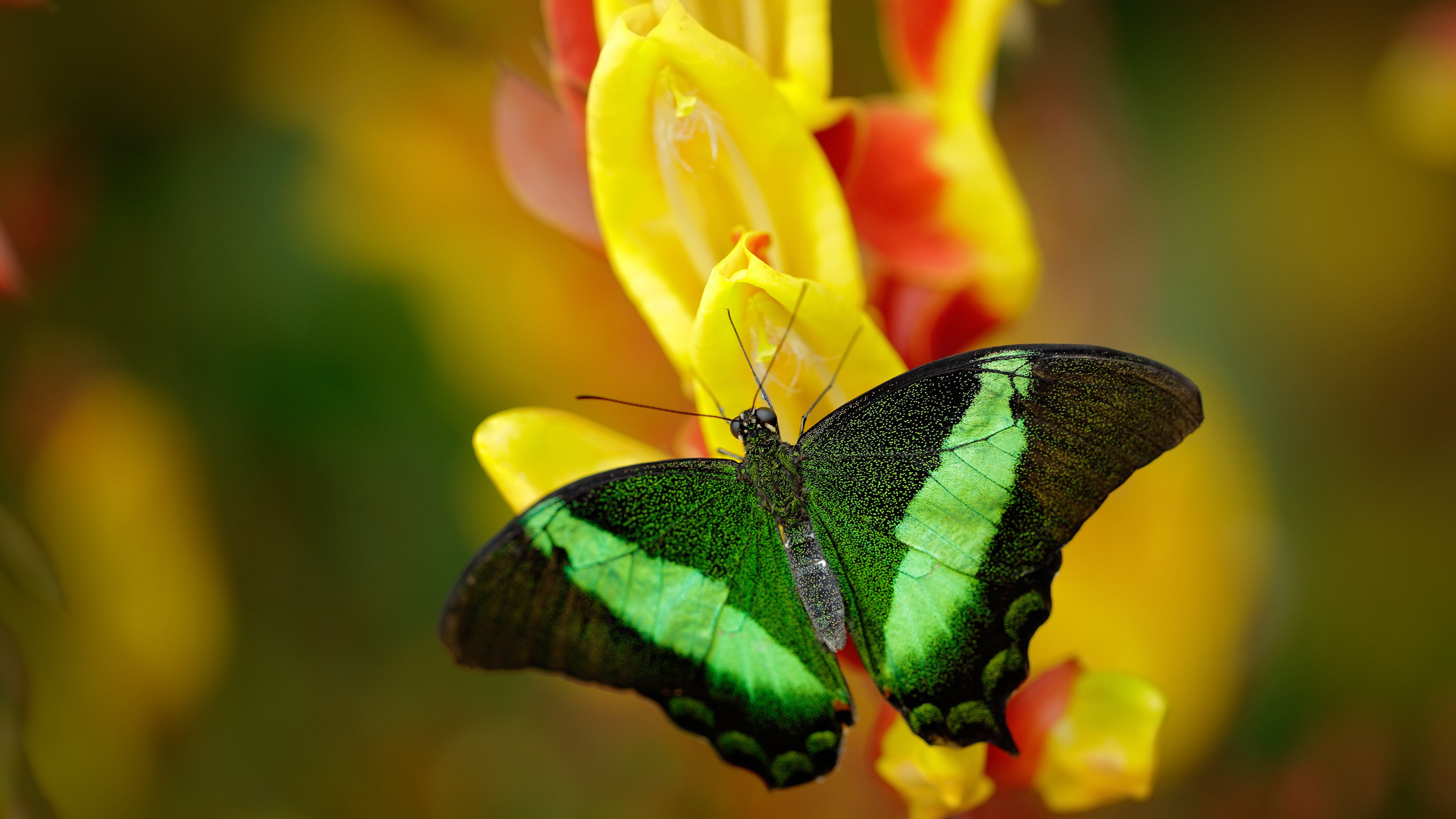 科学饮食与训练方法共同推动乒乓球发展,乒乓球食物
