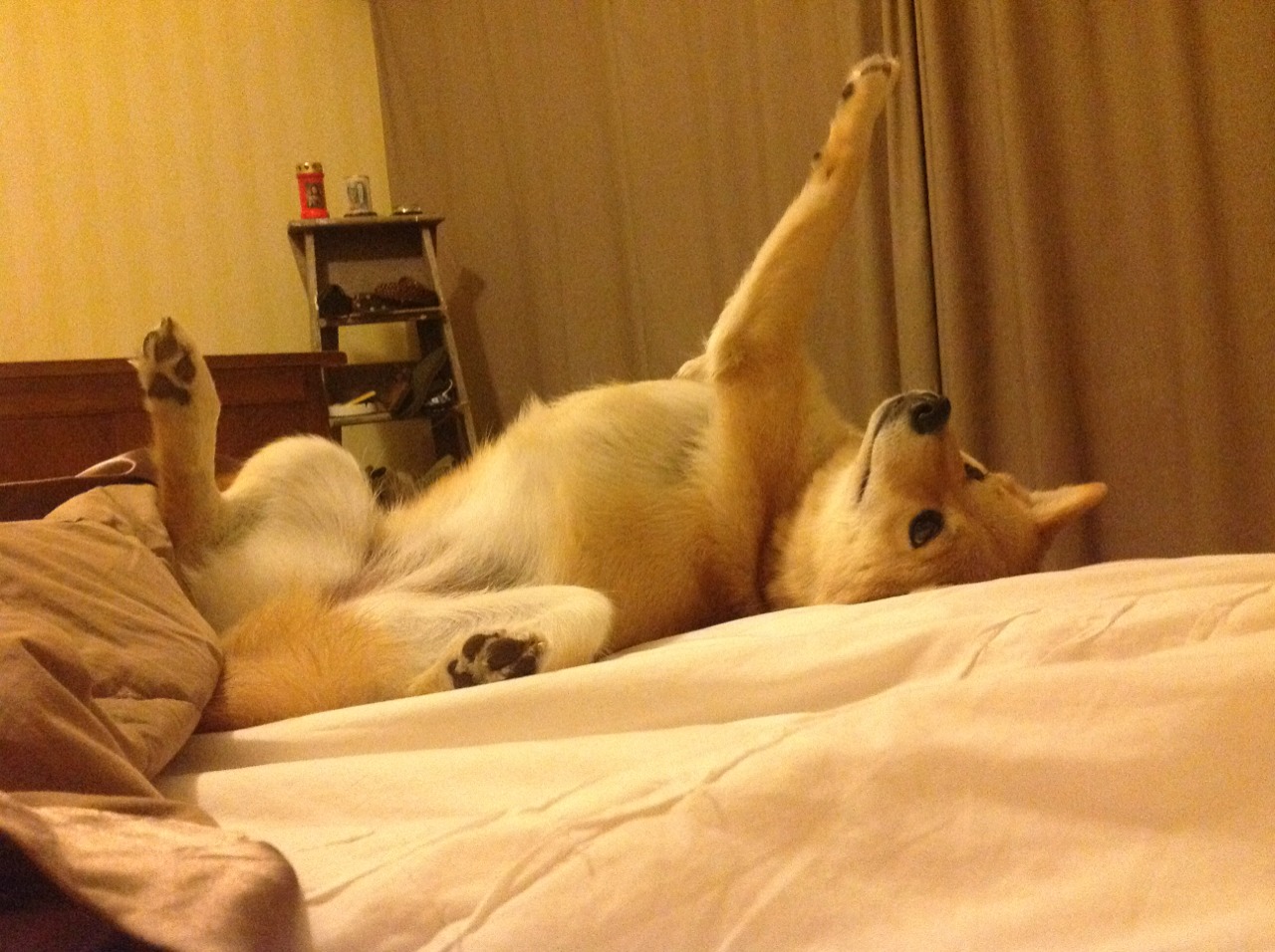 足球青训项目注重文化课成绩综合考评,足球青训需要具备哪些条件