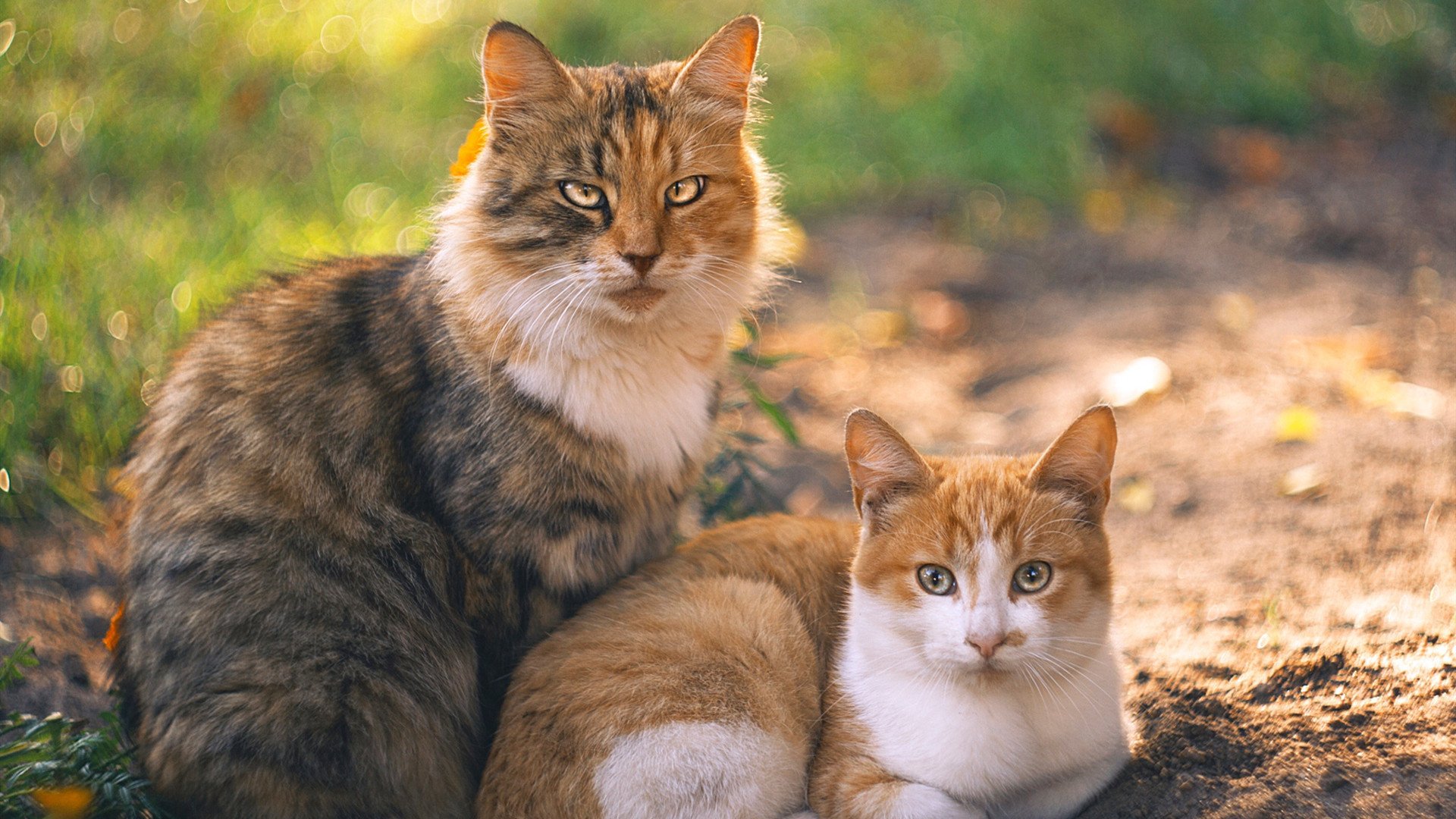 青训球员晋级职业通道缺乏竞争性平台,青训选手怎么办