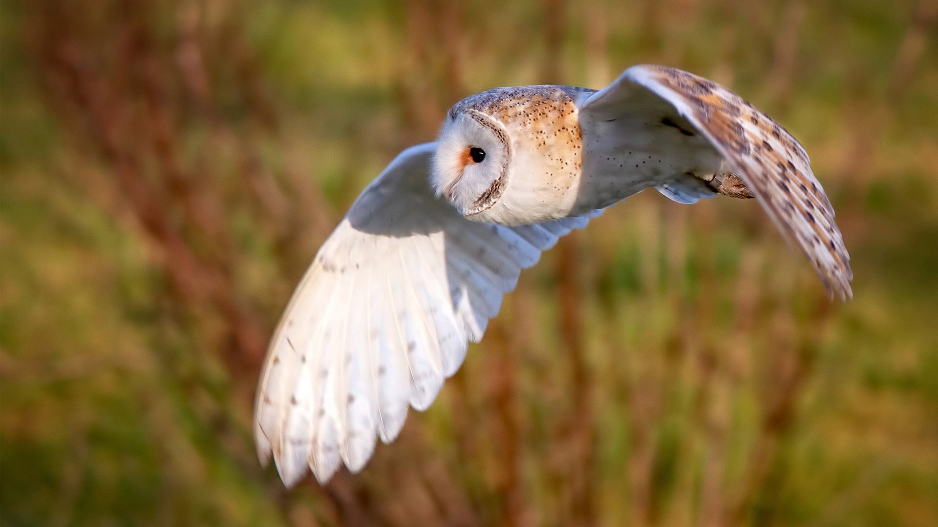 “诺克·达维德·彼得森在南非队中的角色愈发重要”