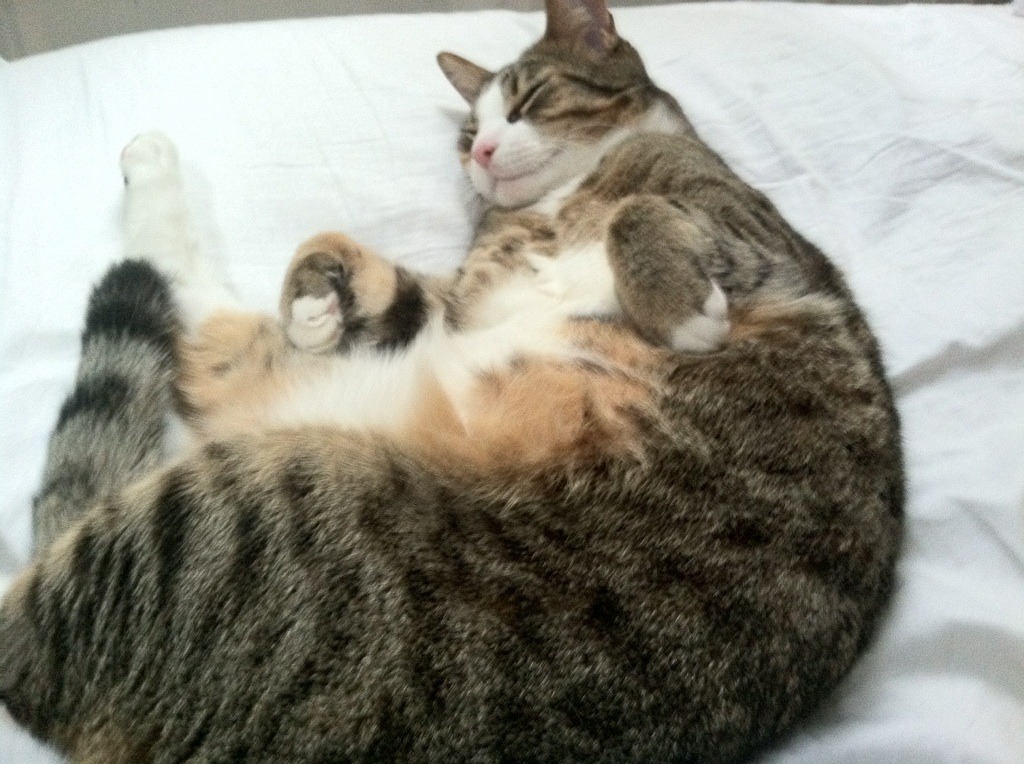 “马科斯·梅特罗的防守技术,帮助阿根廷美洲狮队屡创佳绩”