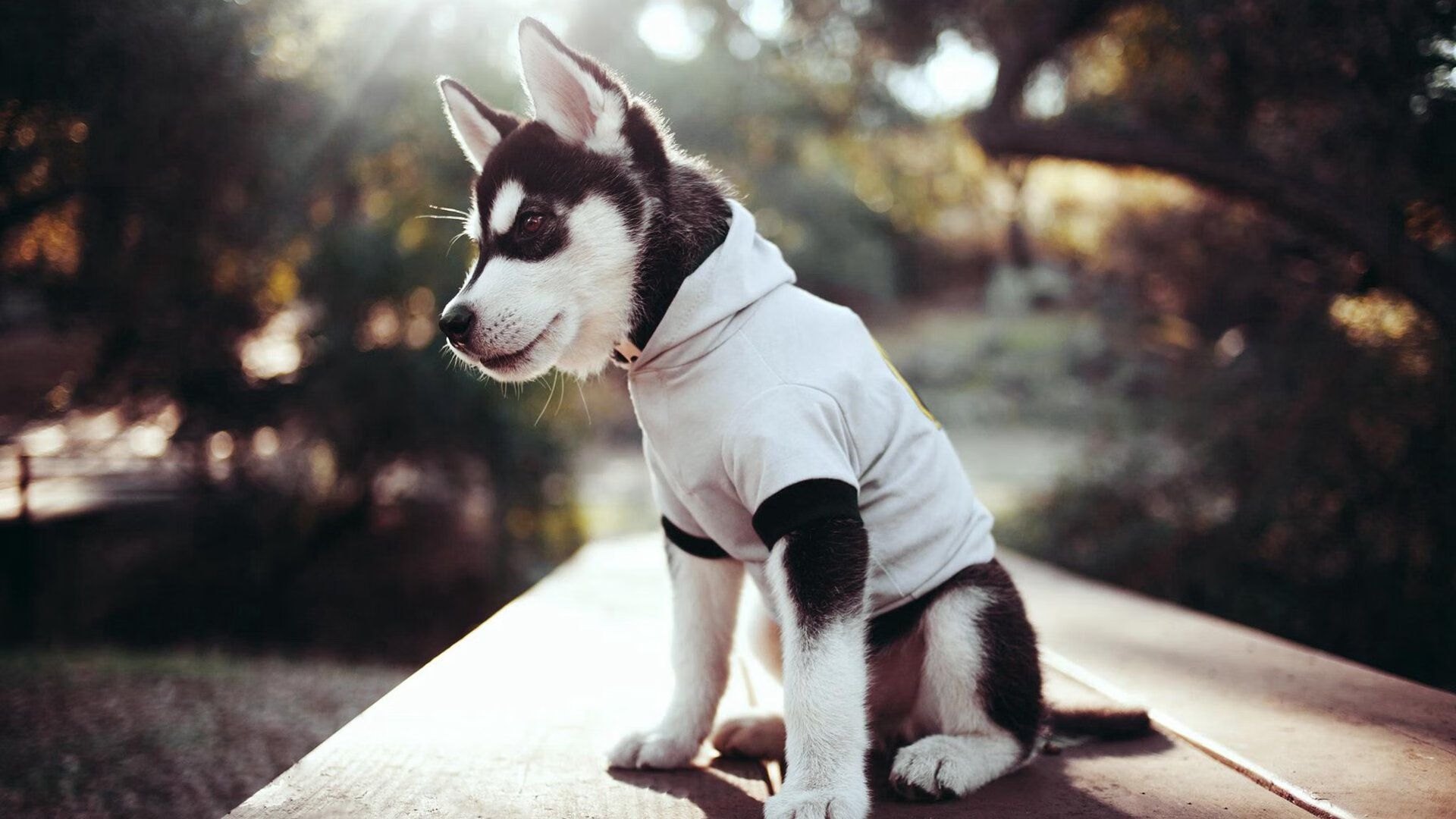 伊利亚·哈伦男子蝶泳赛场新星崛起