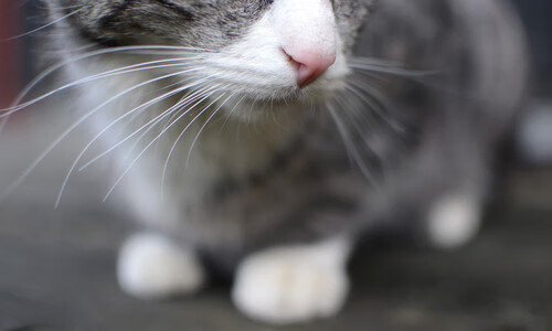 国际足球友谊赛精彩纷呈,增进各国交流,2021足球国际友谊赛最新赛果