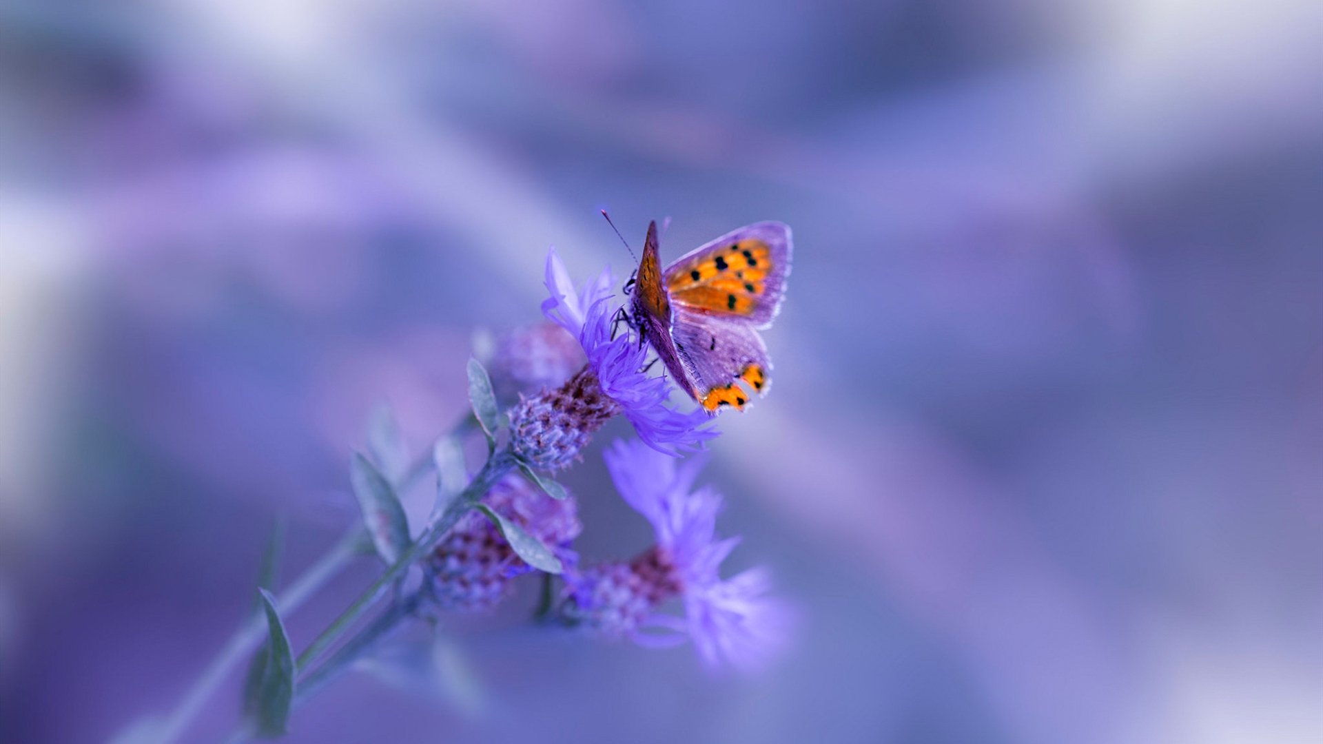 尤文图斯再签大牌中场,意甲豪门展望未来