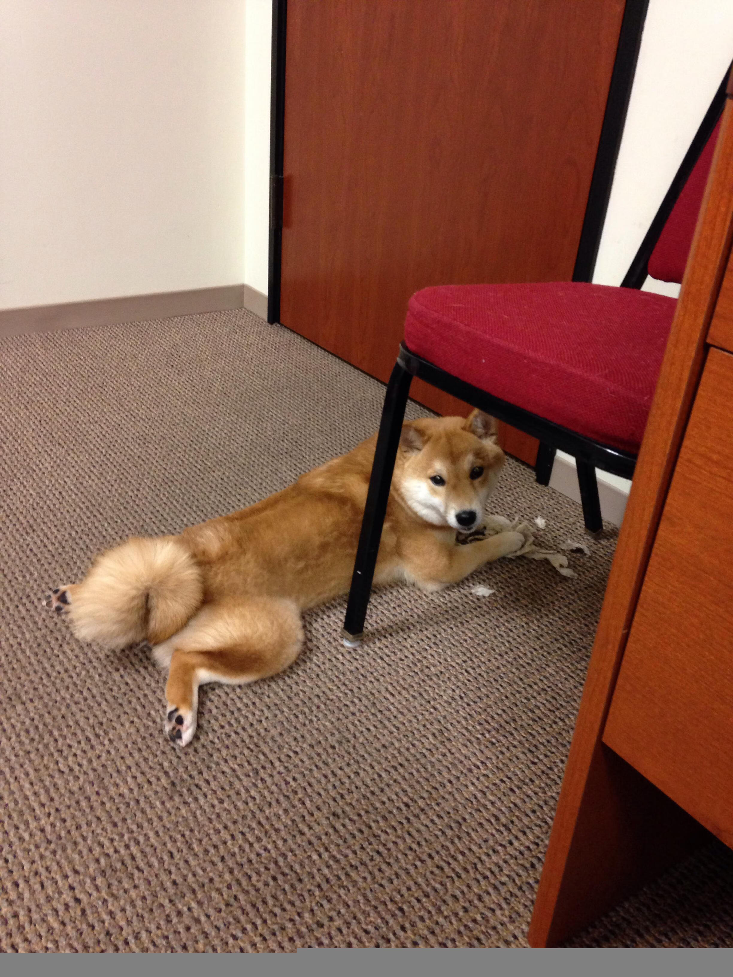 九游网-希腊女篮在欧洲锦标赛中再夺佳绩，传承荣耀不断，希腊女子篮球超级联赛ds