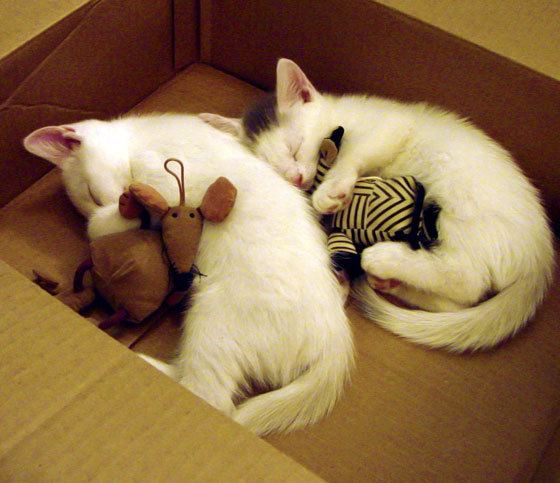 希腊女篮在欧洲锦标赛中再夺佳绩,传承荣耀不断,希腊女子篮球超级联赛ds