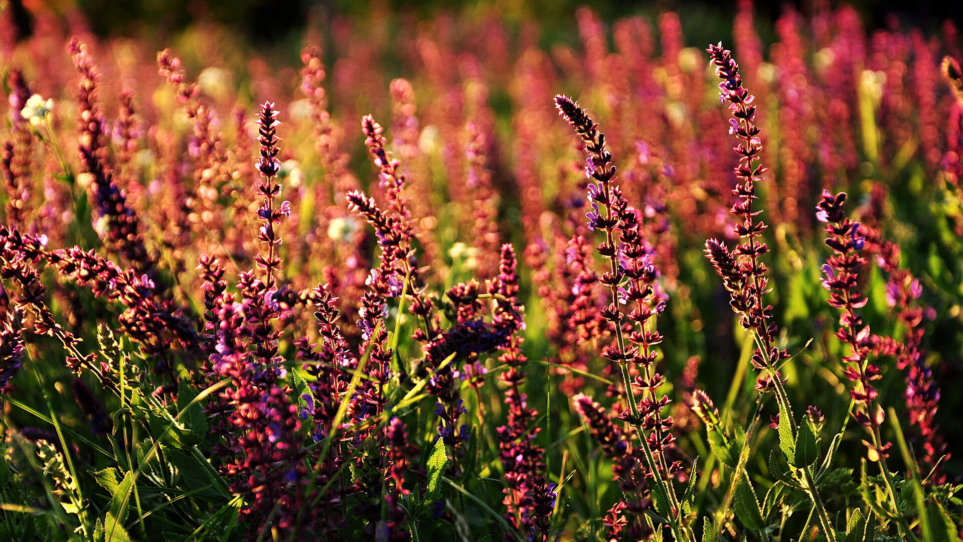 -意甲速攻无敌：一分钟突破，得分如探囊取物！，意甲队伍