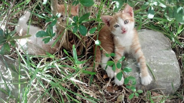 JIUYOU GAMING-新西兰橄榄球赛事吸引全球关注，市场潜力无限，新西兰橄榄球队访问南非