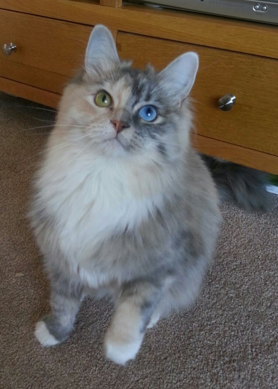 莱谢恩·卡萨斯泳池内外双重突破,魔兽世界莱斯顿卡尔恩在哪里